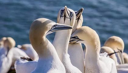 开云体育网站入口-博卡阵型扁平，后场传导缺乏层次，博卡的主场名称是什么