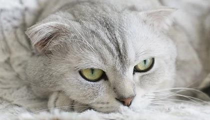 开云体育网站入口-博卡阵型扁平，后场传导缺乏层次，博卡的主场名称是什么