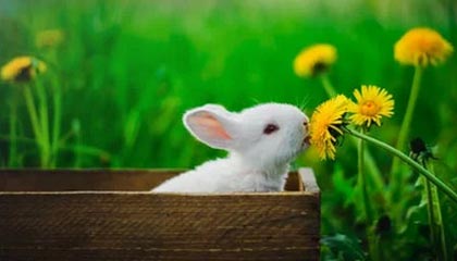 开云体育网站入口-博卡阵型扁平，后场传导缺乏层次，博卡的主场名称是什么